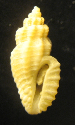 Turridae